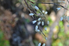 Dendrobium herbaceum